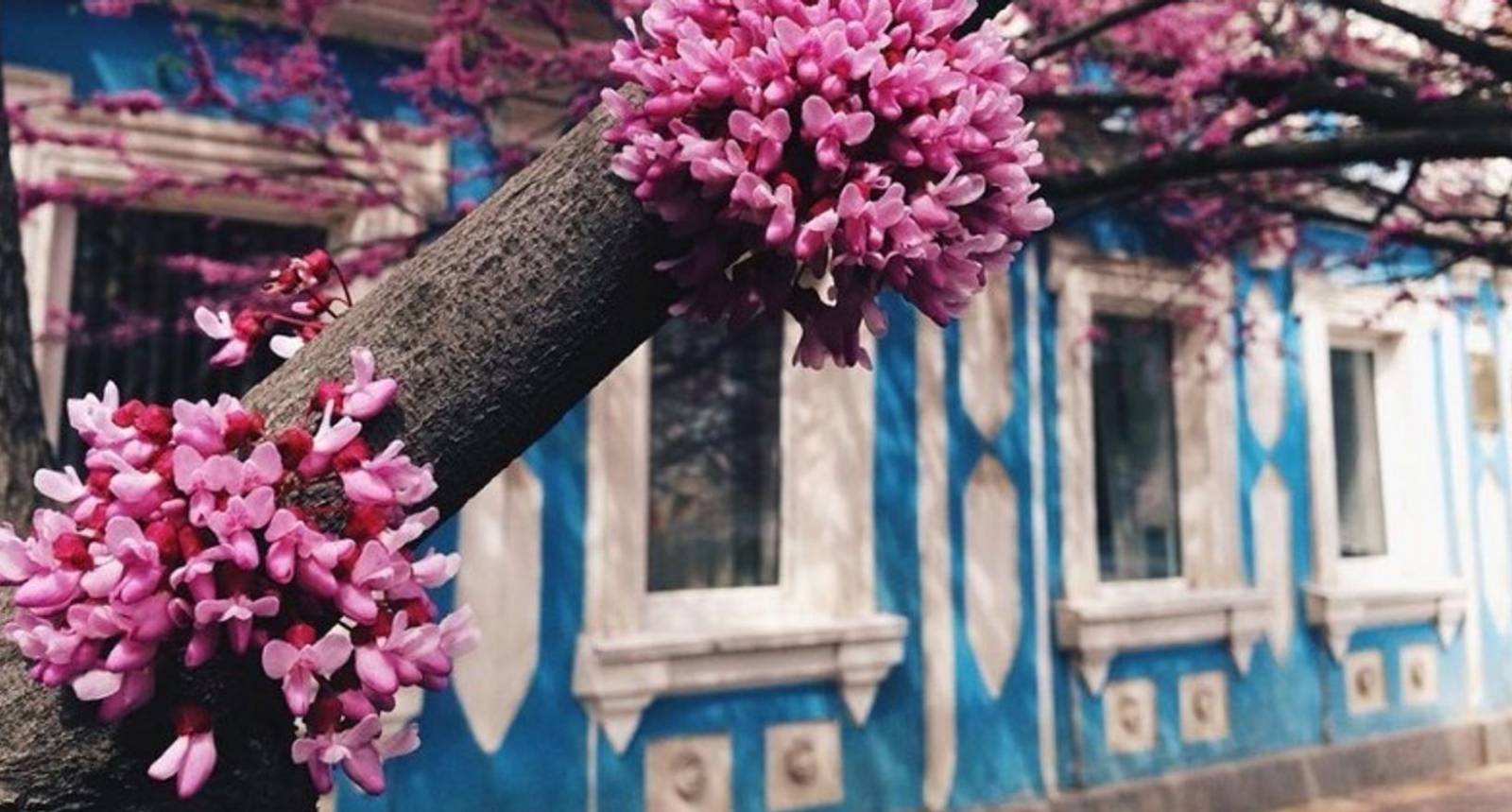 Розовые деревья в Ставрополе